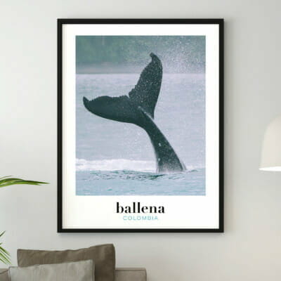Photo de baleine à bosse, côte pacifique de Colombie, affiche à encadrer pour décorer la maison