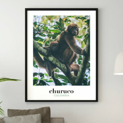 Photo de singe d'Amazonie en Colombie, affiche à encadrer pour décorer la maison