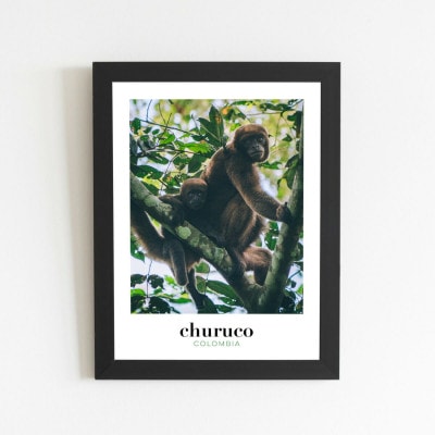 Photo de singe d'Amazonie en Colombie, affiche à encadrer pour décorer la maison