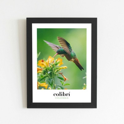 Photo de colibri, oiseaux de Colombie, affiche à encadrer pour décorer la maison