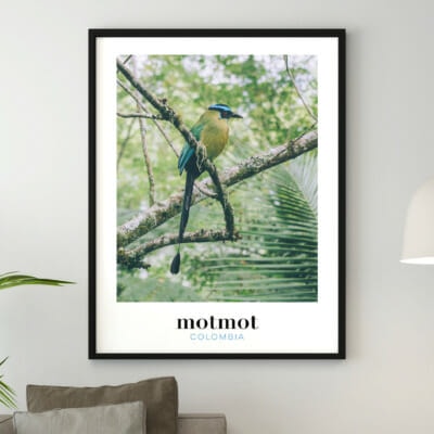 Photo de Motmot, oiseau de Colombie, affiche à encadrer pour décorer la maison